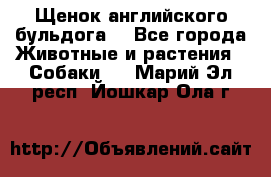 Щенок английского бульдога  - Все города Животные и растения » Собаки   . Марий Эл респ.,Йошкар-Ола г.